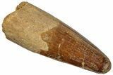 Huge, Cretaceous Fossil Crocodylomorph Tooth - Morocco #299221-1